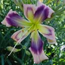 Heavenly Donner Daylily